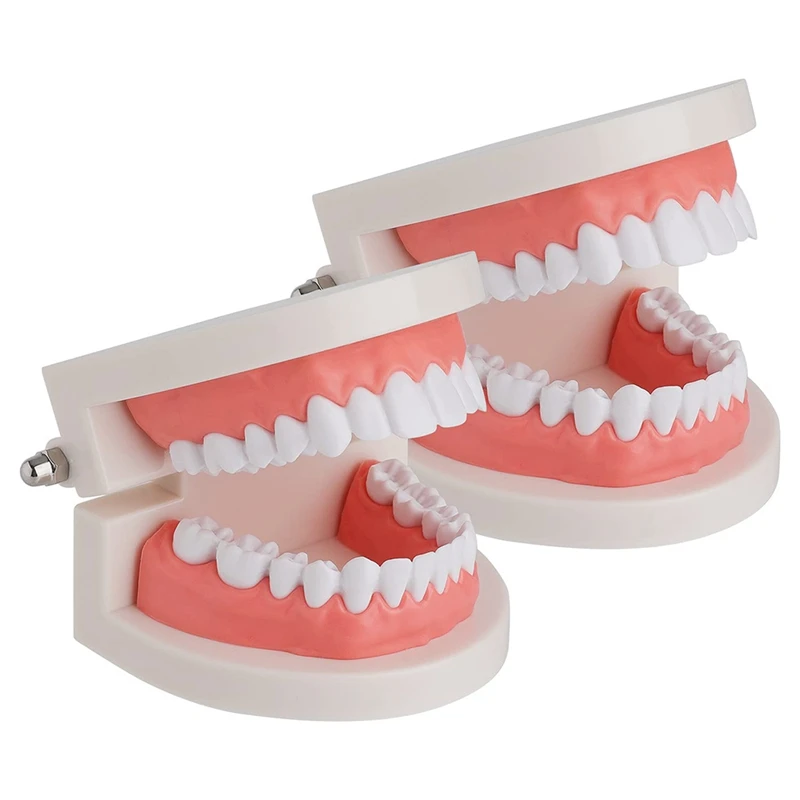 歯ブラシ2パック標準歯モデルモデル人間の歯モデルの勉強のための歯磨きモデル