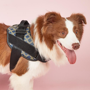 Fournitures pour animaux de compagnie de qualité supérieure Sangle de poitrine pour chien Main tenant la corde Gilet-Style Grands, moyens et petits chiens sur la poitrine et le dos