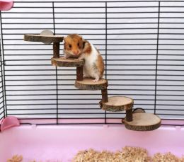 Speelgoed 3/5 Stappen Hamster Houten Ladder voor Kleine Dieren Klimladder Speelgoed Vogel Papegaai Stand Zitstokken Trap Klein Huisdier Springplank