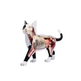 Toys Animal Organ Anatomy Modelo 4D Inteligencia de gato Ensambla
