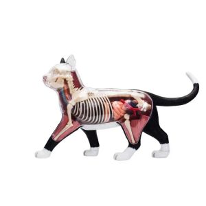 Toys Cat 4d Puzzle Assemblage de la biologie animale Toy Animal Organe anatomique Modèle d'enseignement médical