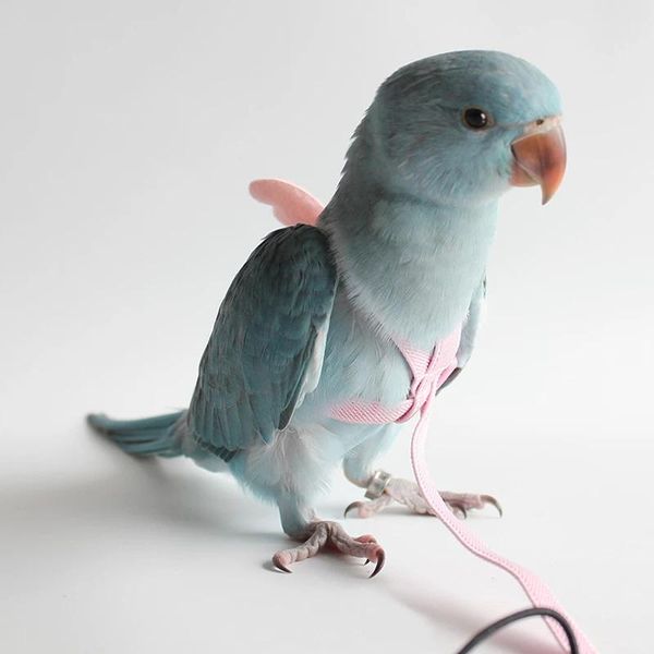 Training Parrot Harness and Leash Set Adjustable Outdoor Flying Training Rope with Wing for Small Medium Birds Cockatiel Macaw Budgie