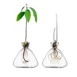 Transparante Glazen Vaas Avocado Zaad Starter Vaas Zaad Kweekset Avocado Vaas voor Groeicadeau voor Tuinliefhebbers Home Decor 240105