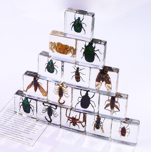 Espécimen de insectos animales de resina transparente, araña ámbar, cangrejo variado, escorpión, colección de escarabajos, herramienta de enseñanza, artesanías de piedra científica