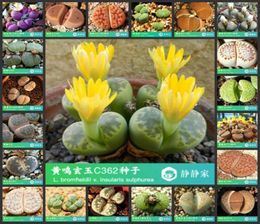 Umbrellas 50pcs 100 Lithops reales frescos Suculentos Cactus Living Stones S49721532737