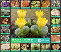 Parapluies 50pcs 100 lithops frais réels succulents cactus vivants S49724178199