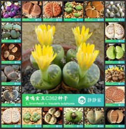 Parapluies 50pcs 100 lithops frais réels succulents cactus vivants S49722630309