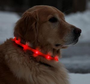 Collier LED Rechargeable par USB pour chien, étanche, lumineux, sécurité nocturne, boucle de cou, bande tubulaire à la mode, croissance dans la nuit, 4207016