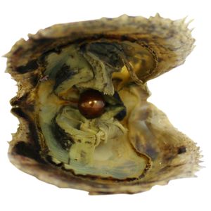 emballage sous vide 7-8mm # 5 huîtres perlières rondes brunes en coquille d'akoya d'eau douce