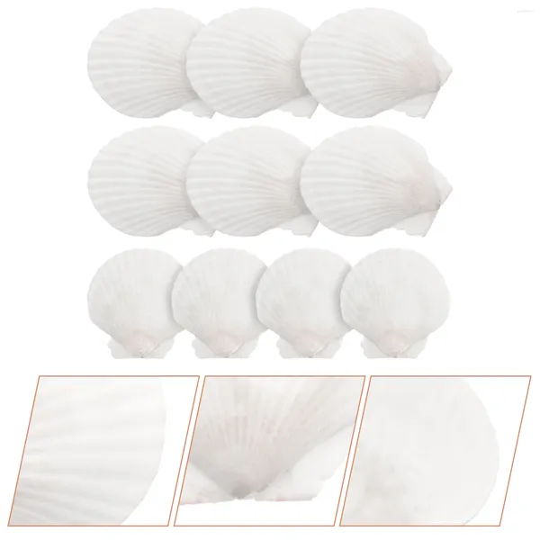 Jarrones 10 PCS Decoración de concha natural decoraciones oceánicas Beach Seashells Aquarium Set Material de bricolaje Accesorios de vieiras junto al mar