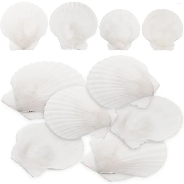 Vases 10 PCS Set Natural Shell Decoration Seaside Ocean Decorations