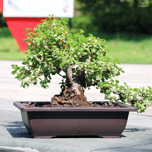 Jarrones 1 PC macetas plásticas de flores rectángulo jarrón suculento balcón balcón de bonsai cuenca planta de flores macetas de jardín con bandeja