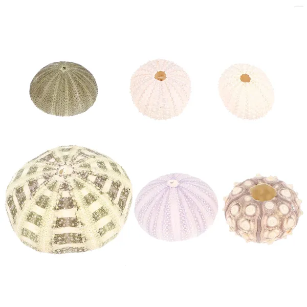 Vases 6 PCS Shell Conch Orchin Ornaments