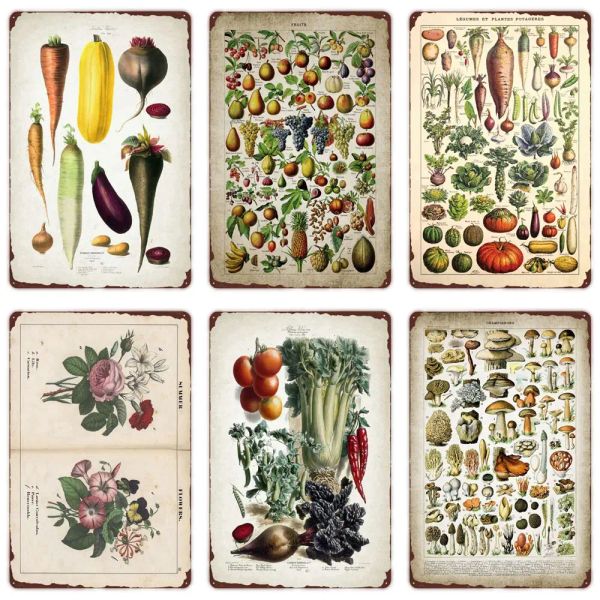 Plantas de vegetales FRUTS RETRO FRUTS VINTAGE METAL DE TINA