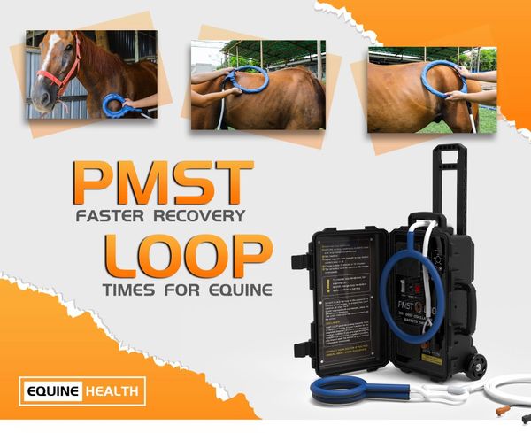 Uso en clínica veterinaria, tratamiento de pezuñas PEMF seguro y eficaz, dispositivo magnético PMST LOOP Pemf para rehabilitación de caballos y alivio del dolor de todo el cuerpo