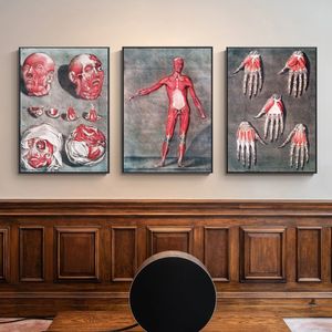 Charte anatomie morbide vintage toile médicale de corps