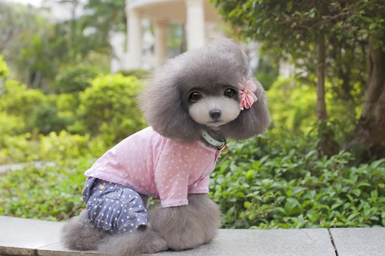Pet Supplies Teddy Dog Apparel Flowered Patterns In Gold Thread