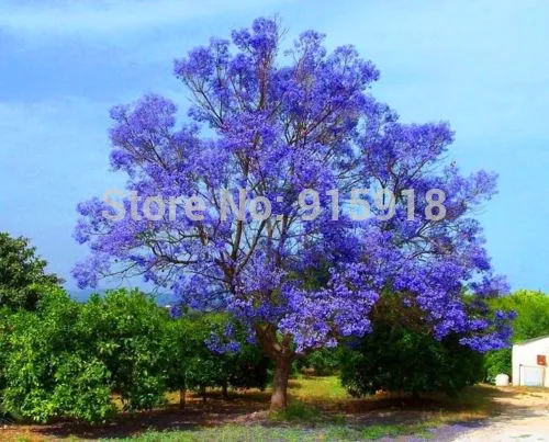 Sementes de árvores flor 10 pcs Azul Roxo Jacaranda Mimosifolia Arbusto  Árvore, Frete grátis!