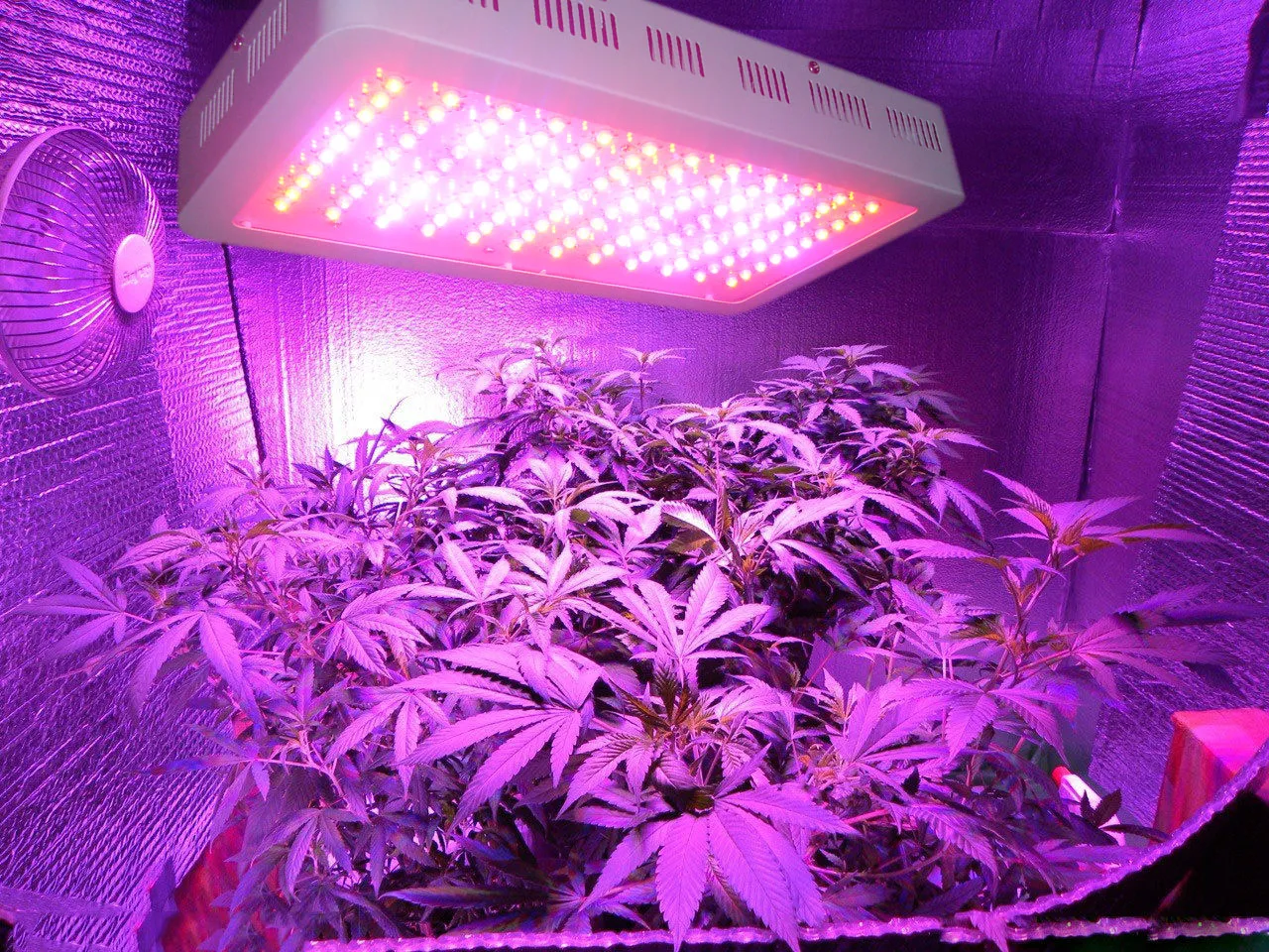 Лампы выращивания марихуаны купить линда и st мама марихуана