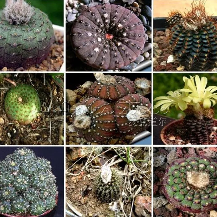 50 FINEST MIXED CACTUS Flower Seeds Colorful TT221 From Flowerstory, 0