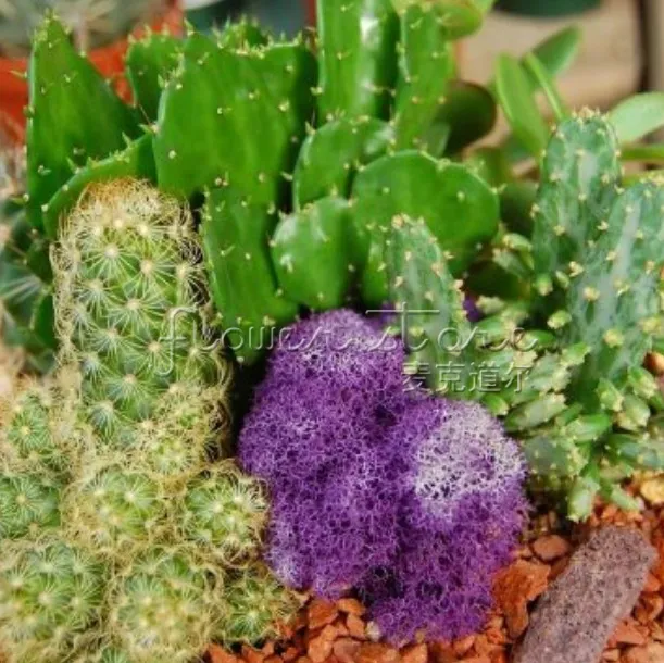 50 FINEST MIXED CACTUS Flower Seeds Colorful TT221 From Flowerstory, 0