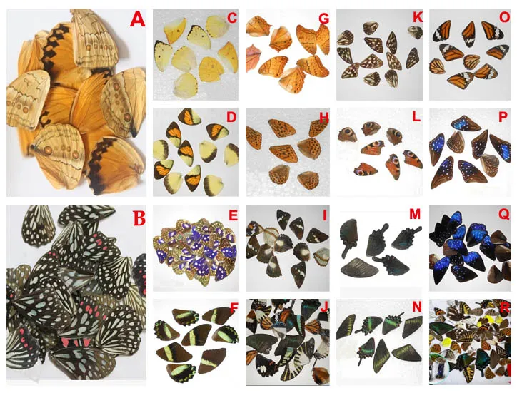 Real Butterfly Wings,3D Butterfly Specimens Wings,Real Dried Moth