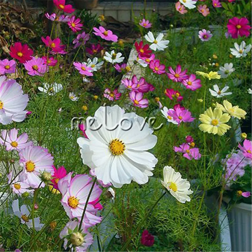 Cosmos Variété Nain Fleur 500 Graines Mélange Couleur Plus Facile Cultiver  Paysage Pot Plante Fleur Haute Germination