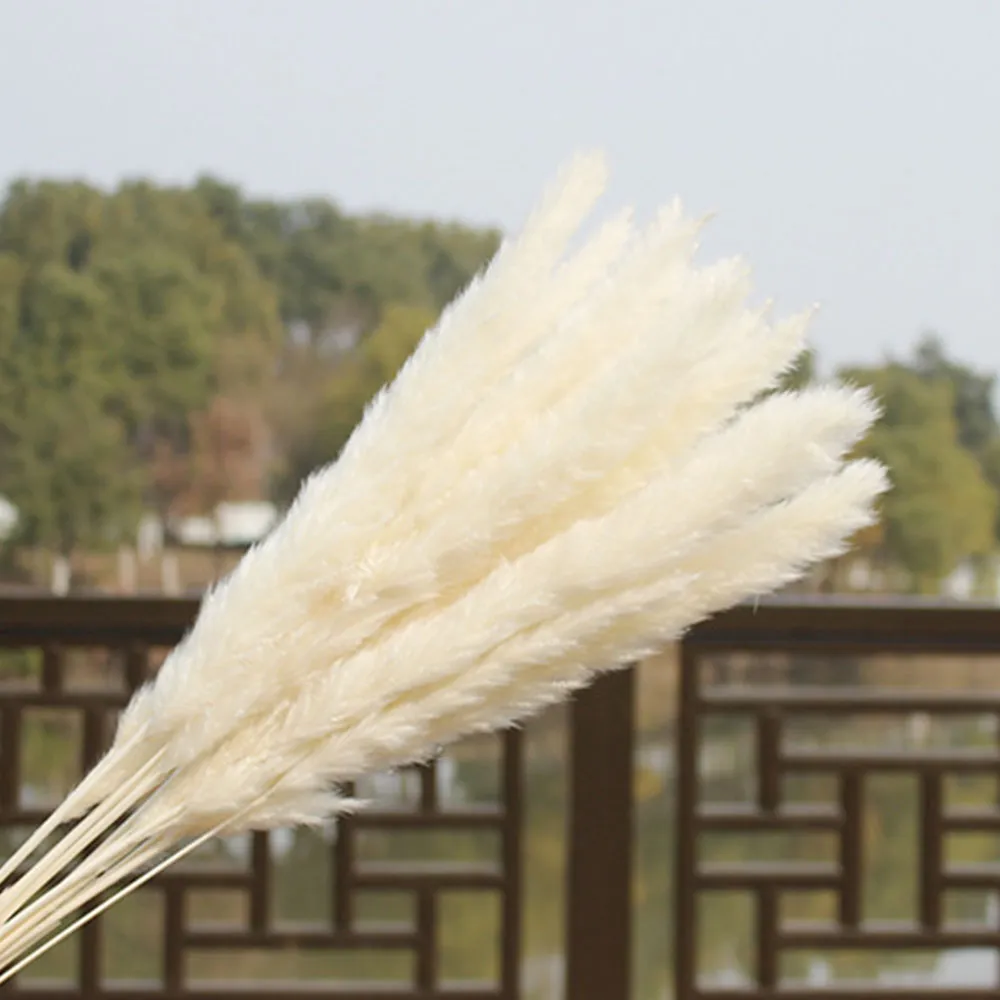 Decorazione per mazzo di fiori da matrimonio per la casa, canna di erba di pampa essiccata naturale