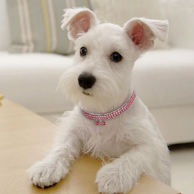 Bling dog collars for small dogs top