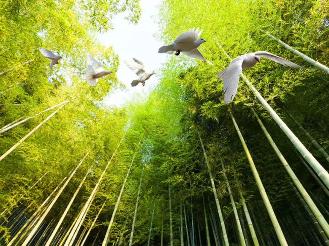 Image Trúc Anh image beautiful image beautiful image beautiful image beautiful image beautiful image beautiful image beautiful image beautiful image beautiful - 3D Bamboo Forest Floor Mural wallpaper hd - Beautiful Scenery