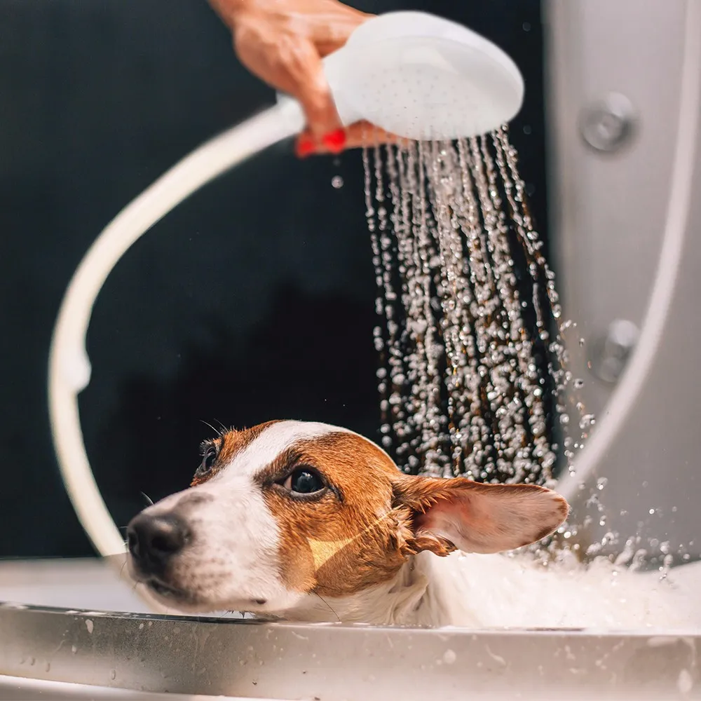 Nouveau pommeau de douche pour chien et chat, robinet multifonctionnel, robinet de pulvérisation, filtre, tuyau d'évier, lavage des cheveux, animaux de compagnie, têtes de bain d'eau