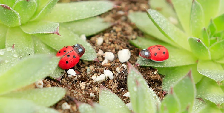 artificiale 10 PZ Lady beetle Ornamento miniature da giardino gnomi muschio terrari figurine artigianali per la decorazione del giardino di casa