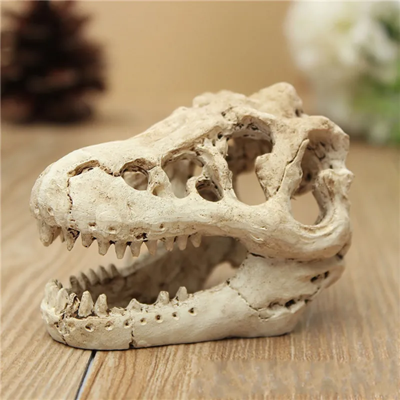 Real dinosaur sales skull for sale