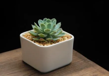 succulents in a box XL Love Planter Succulent Arrangement