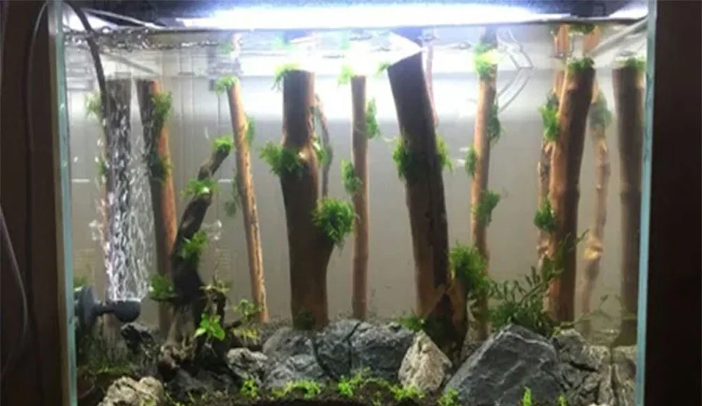 파충류 수족관 장식 천연림 지점 Terrarium Wood Aquarium Ornament 크기 다름