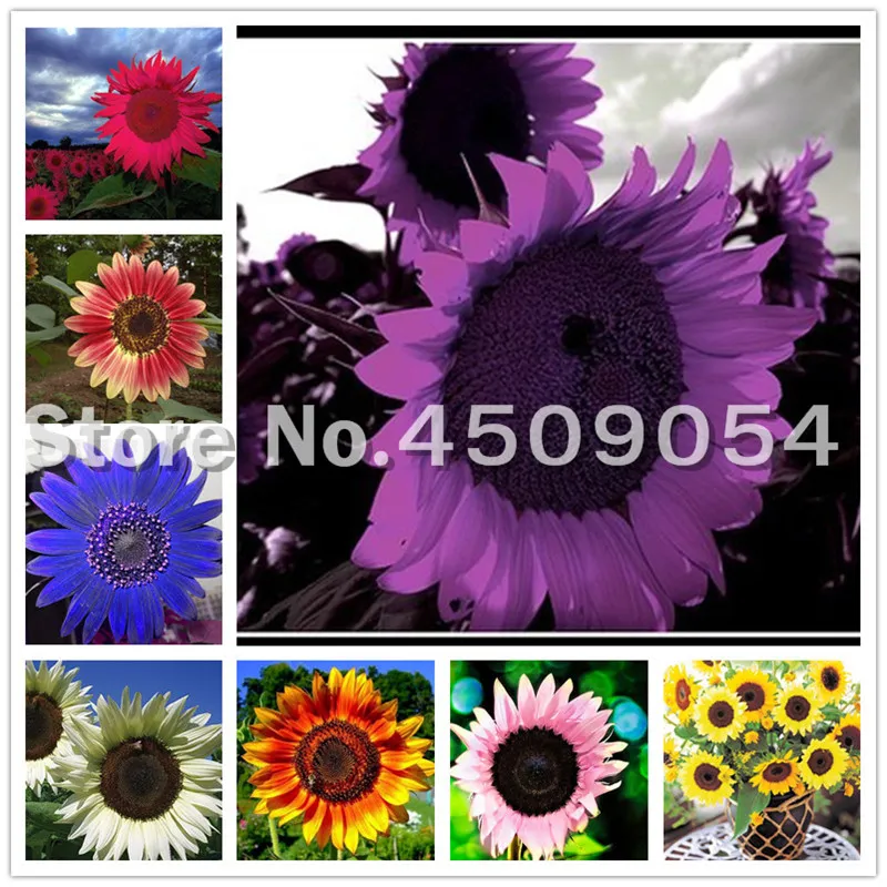 Mix Color Zwerg Sonnenblume Seltene Blumensamen Glück Sonnenblume Topf Bonsai für Hausgarten Pflanzung Leicht zu wachsen 60pcs / Tasche
