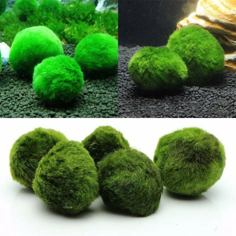 Set Of 5 Marimo Moss Cladophora Balls For Aquariums, Fish Tanks