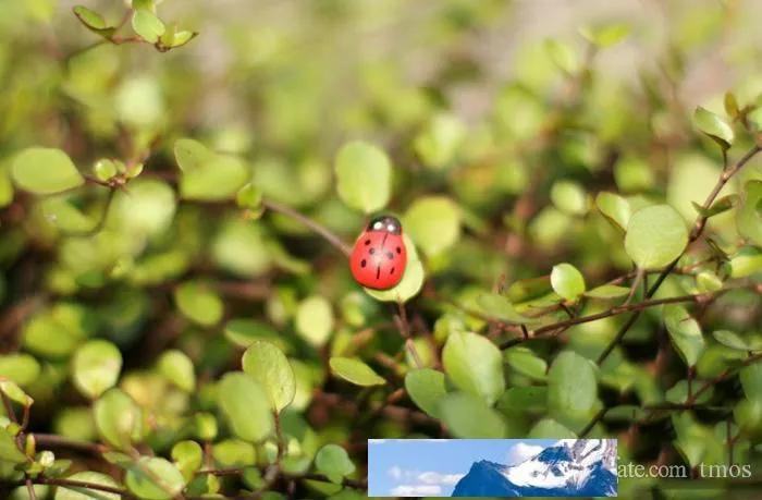 200 Mini Coccinelle Colorate In Resina - Decorazioni In Miniatura Per Casa Delle Bambole, Giardino Fatato E Bonsai
