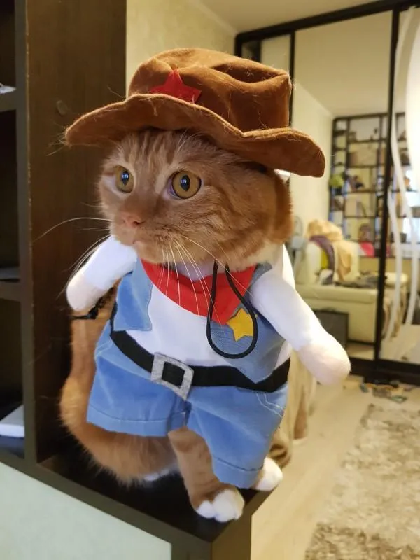 Cat pirate outfit shop