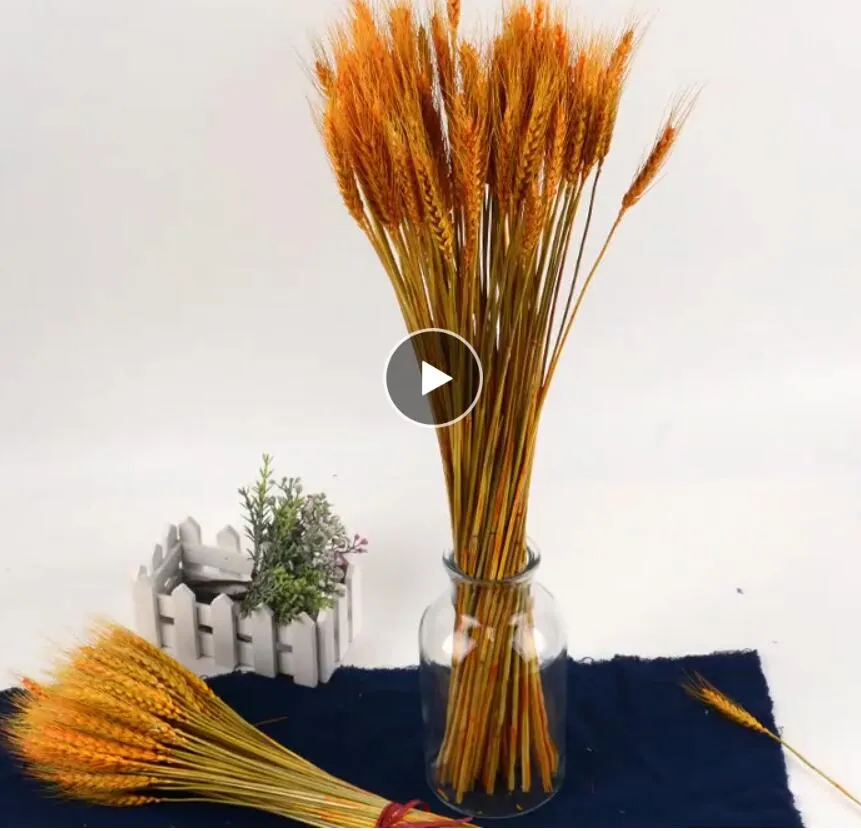 50 teile / los Natürliche Weizenohr Blume Natürliche Getrocknete Blumen für Hochzeit Dekoration DIY Handwerk Scrapbook Wohnkultur Weizen Blumenstrauß