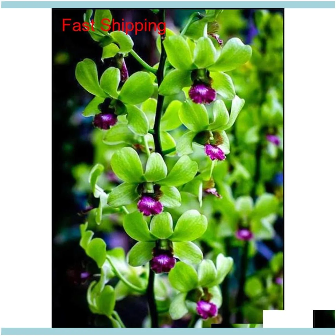 Other Garden Supplies 100 Pcs Packing Dendrobium Seeds Potted Flower Seed Variety Complete The Budding Rate 95 Mixed Colors