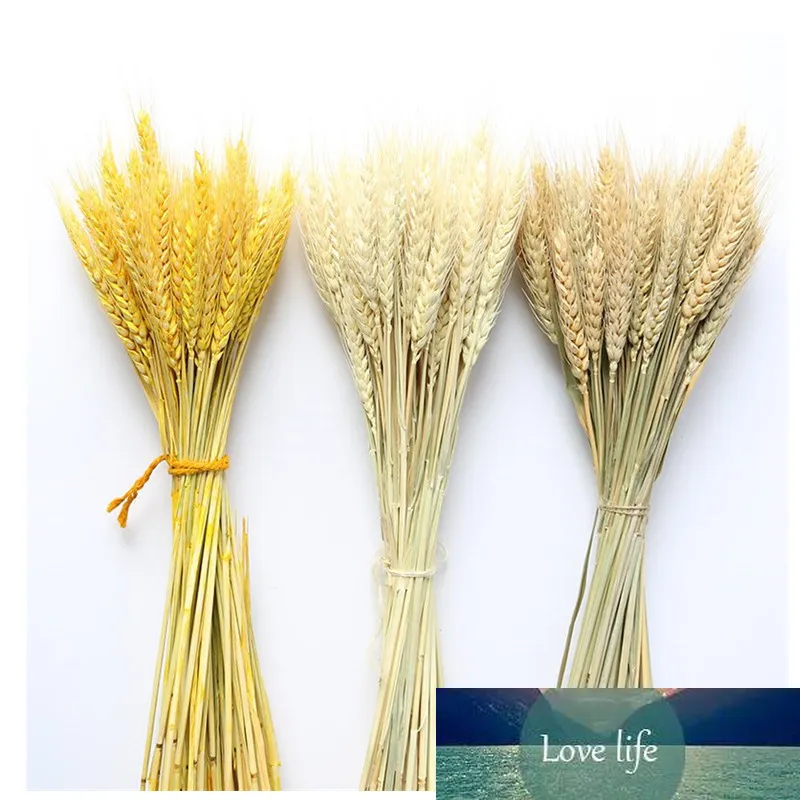 本物の小麦の耳の花の装飾の自然なパンパの尾の草の乾燥花の結婚式のパーティーDiy Craftのスクラップブックのブーケ