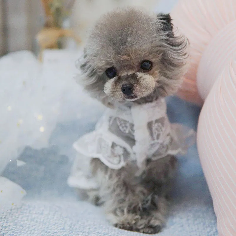 Designer de luxo suprimentos para animais de estimação vestuário para cães rendas respirável teddy gato pernas usar roupas para cães XXSXSSMLXLXXL341C