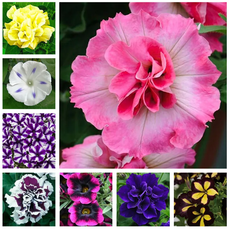 1000pcs Petunia 꽃 안뜰 잔디밭 정원 용품 신선한 씨앗 장식 조경 분재 식물 발아 속도 95 % 자연 성장 다양 한 색상