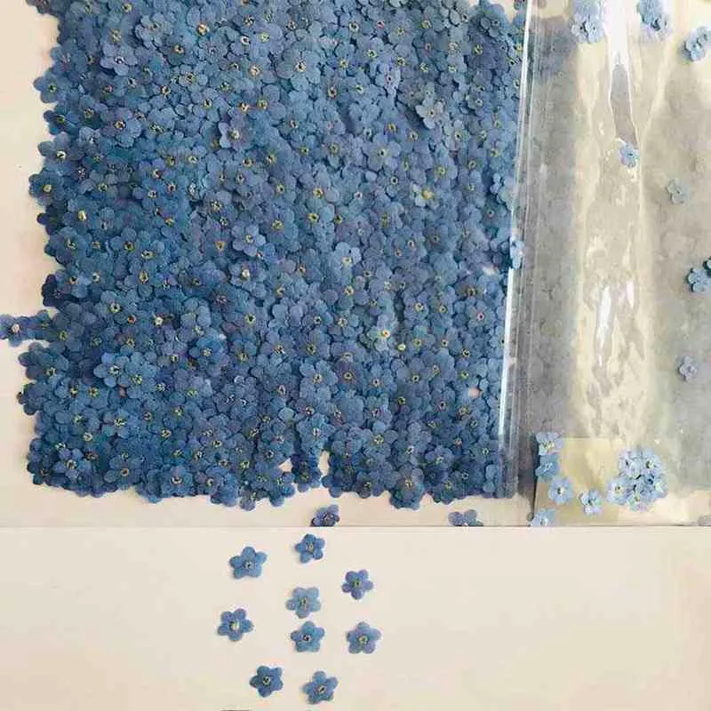 120pcs Pressé Séché Naturel Mini Bleu Myosotis Sylvatica Forgetmenot Fleur Plante Herbier Pour Bijoux Téléphone Cas Nailart DIY 211224