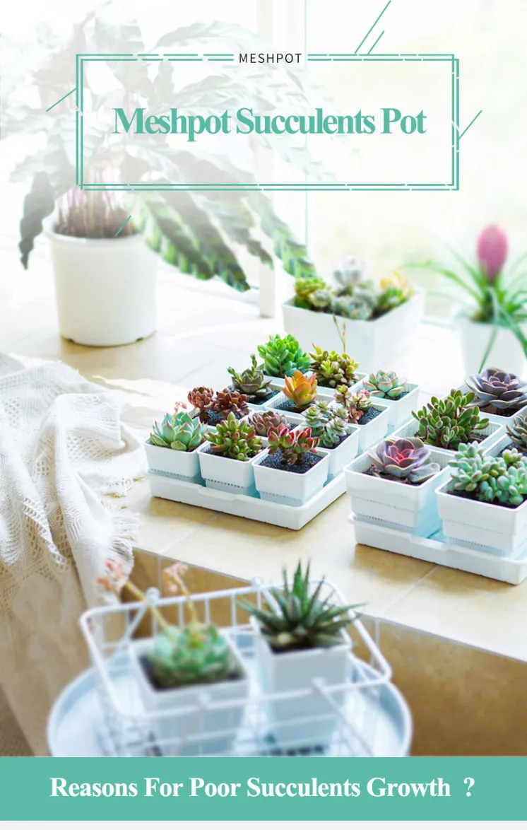 Square Plastic Planters Pots with Tray Set - 2, 3, & 4 Inch - Perfect for  Succulents & Cactus, Shop Now! from Dhgate Planters & Pots - price 31.41