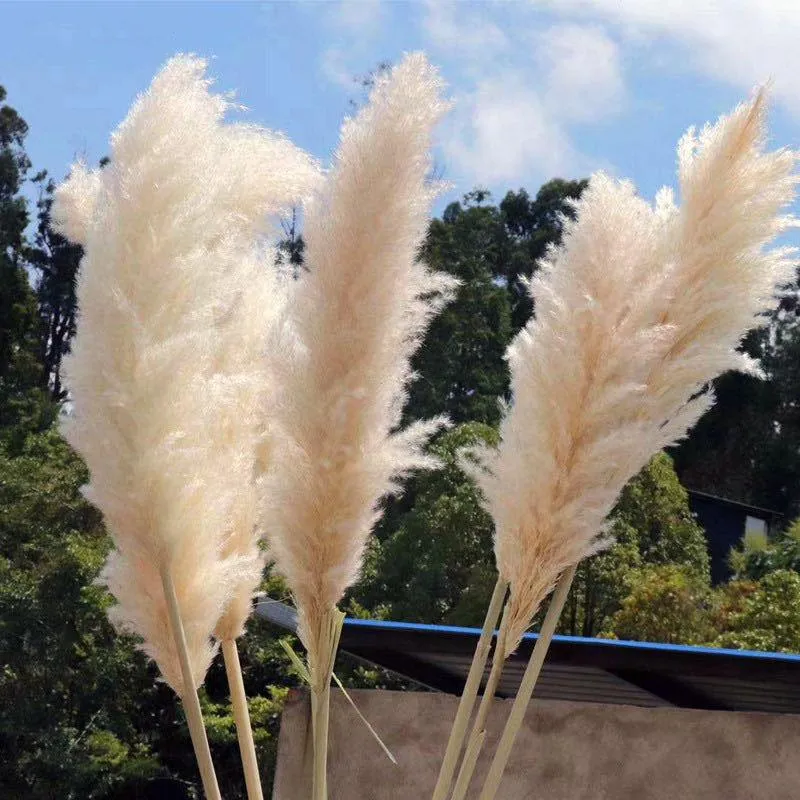 200pcs 60-80cm Beyaz Doğal Reed Kurutulmuş Çiçek Büyük Pampas Çim Buket Düğün Çiçek Tören Modern Ev Dekorasyon