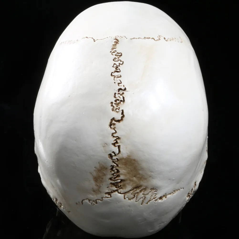 VIOKKO Human Skull Model, Life Size Anatomical Head Trinidad And Tobago