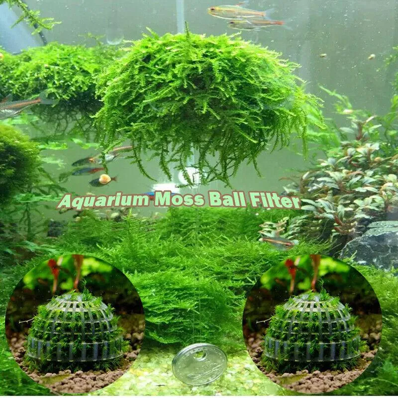 Acquario Marimo Moss Ball Piante vive Filtro per gamberetti Java Decorazioni per acquari Ornamenti262B