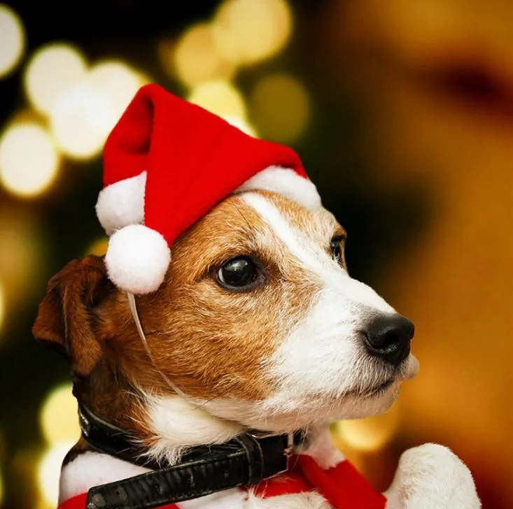 Mascotas Sombreros de Navidad Adornos de Feliz Navidad para el hogar Gorro de Navidad Pequeño Sombrero de Papá Noel de felpa para mascota Perro Gato Sombrero Feliz Año Nuevo Regalo SN2023